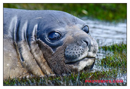 Southern Elephant Seal Pup