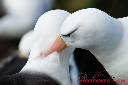 Nesting Black-browed Albatross