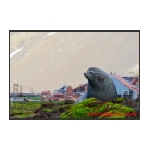 Fur Seal at Stromness Ruins
